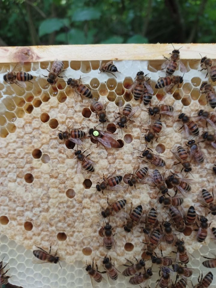 Bienenkönigin in Salzkotten