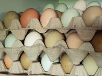 Frische Eier von glücklichen Hühnern Nordrhein-Westfalen - Bedburg-Hau Vorschau