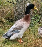 Laufenten mit Haubenelpel Bruteier Brandenburg - Vetschau Vorschau