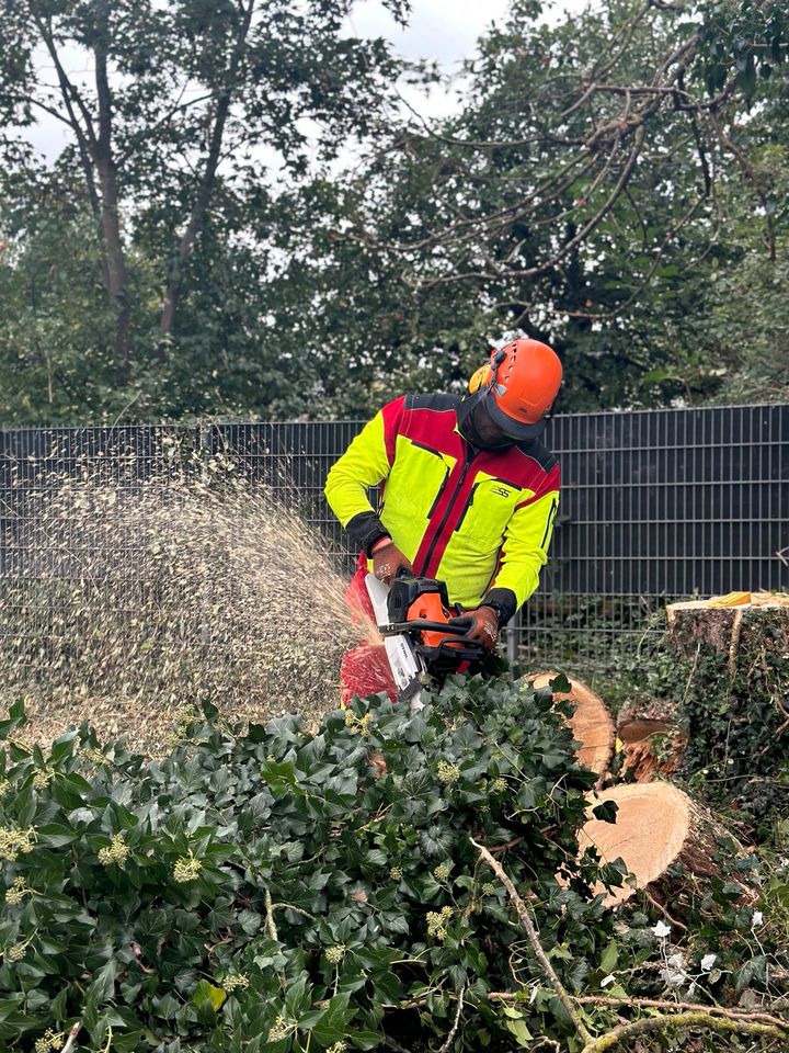 Sturmschäden Beseitigung | Baumfällungen in Hamburg