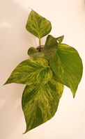 Pothos Marble Queen / Efeutute panaschiert Niedersachsen - Braunschweig Vorschau