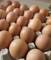 Eier zu verkaufen Hessen - Lützelbach Vorschau