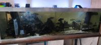 Verkaufe Aquarium komplett 180x50 cm mit Malawi‘s Bayern - Kirchdorf a. Inn Vorschau