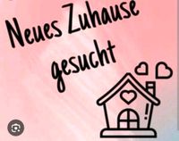 SUCHE EINE WOHNUNG !!! Berlin - Neukölln Vorschau