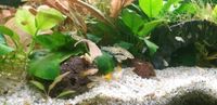 ❣ Babyboom - Schöne gesunde Jungfische Guppys Aquarium  Fische❣ Schleswig-Holstein - Kropp Vorschau