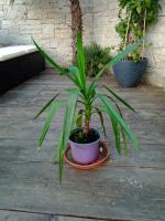 Gesunde Yucca Palme Grünpflanze Blume fast zu verschenken München - Berg-am-Laim Vorschau