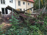 Baumfällung  Baum fällen  Problemfällung  Rodung  Fällung Berlin - Neukölln Vorschau