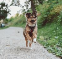 Fotograf für Tierfotografie / Fotoshooting auf TFP Basis Köln - Köln Klettenberg Vorschau