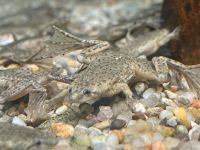 Zwergkrallenfrosch 3-3,5cm Hymenochirus boettgeri Baden-Württemberg - Rangendingen Vorschau