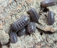 Armadillo cf. officinalis [Israel] Asseln Zierasseln Bodenpolizei Saarland - Homburg Vorschau