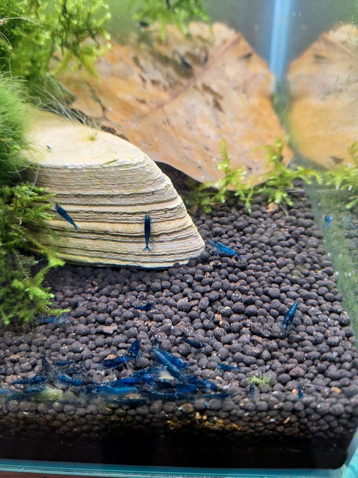 Caridina davidi Blue dream in Metzingen