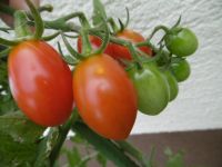 Tomatenpflanzen Tomaten Setzlinge Baden-Württemberg - Renningen Vorschau