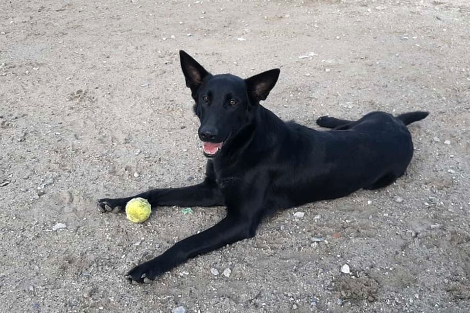 Schäferhund Alani – Lady in Black sucht dringend ein Zuhause! in Achern