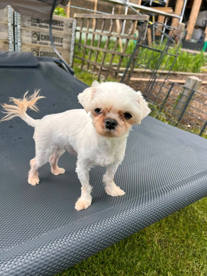 RIDER Malteser Rüde Tierschutz Hund in Weimar (Lahn)