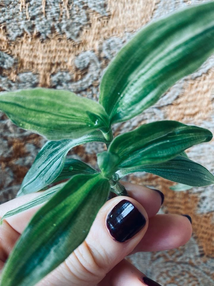 Tradescantia fluminensis albiflora Ableger Stecklinge 2 für 5 € in Berlin