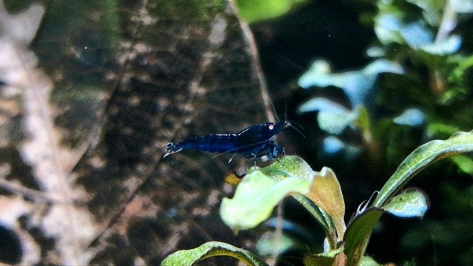 Royal Blue OE Caridina Garnelen in Bergisch Gladbach