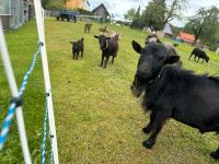 Zwergziegen Mini Ziegen zu verkaufen Bayern - Weißensberg Vorschau
