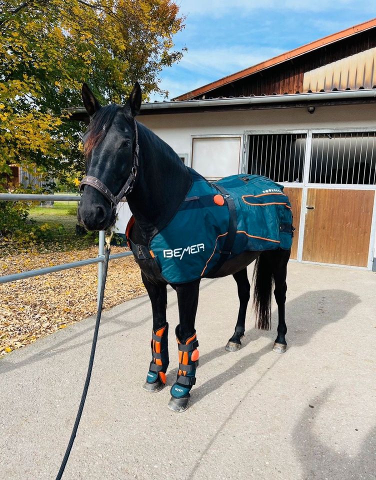 Tierphysiotherapie Dorntherapie & Akupunktur für Pferde in Friedrichshafen