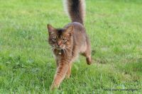 Somali - Kater Jasper gesucht! Halblanghaar, braun Puschelschwanz Lübeck - Moisling Vorschau