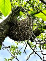 Bienenschwarm abzugegen Sachsen-Anhalt - Halle Vorschau