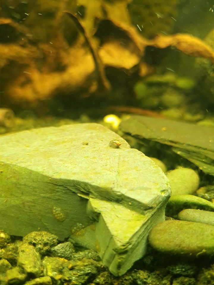 Verschiedene Aquarium Schnecken abzugeben in Wiesenau bei Frankfurt/Oder