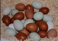Eier von glücklichen Hühnern, frische Eier vom Land Parchim - Landkreis - Dobin am See Vorschau