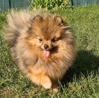 Zwergspitz Pomeranian Weibchen Hessen - Kassel Vorschau