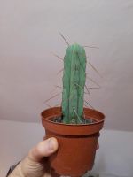 Trichocereus Bridgesii Stecklinge - 10 - 17cm Niedersachsen - Bassum Vorschau