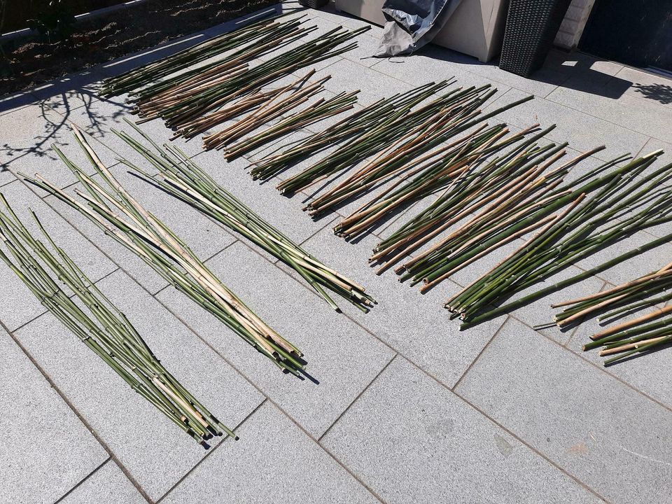 Bambus Bambusstangen Stäbe Pflanzstäbe Rankhilfen Insektenhotel in Würselen