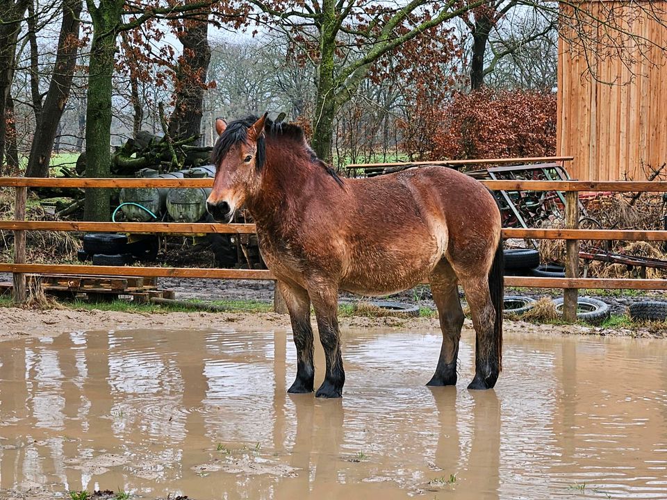 Rheinisch-Deutsche Kaltblut Stute in Bad Zwischenahn