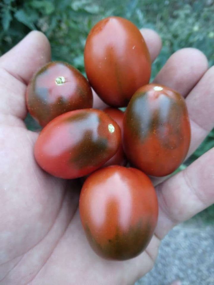 Tomate Black Plum Bio Tomatensamen - süß-aromatische Salattomate in München