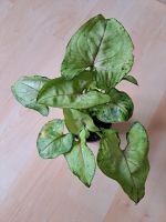 Syngonium Babypflanze München - Untergiesing-Harlaching Vorschau