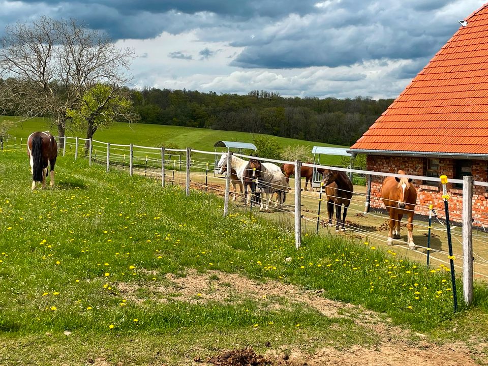 Offenstallplatz in Mandelbachtal