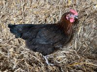 Maran+ Schokoleger Hennen Hühner (Marans) Nordrhein-Westfalen - Kreuzau Vorschau