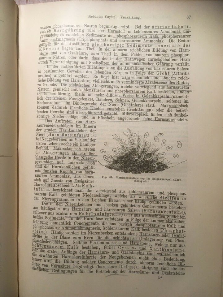 Allgemeine Pathologische Anatomie 1889 Birch-Hirschfeld in Köln