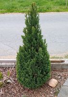 Gartenzypresse "Little Spire" 60cm Bayern - Weiden (Oberpfalz) Vorschau