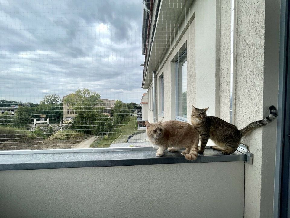 KATZENNETZ MONTAGE BALKON FENSTER I KATZENNETZE WOLFRAM I Leipzig in Leipzig