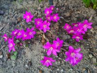 ✿ heimisches Leberblümchen in rosa / pink, Hepatica-Rarität ✿ Mecklenburg-Vorpommern - Neubrandenburg Vorschau