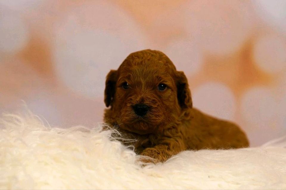 Golden Doodle F2 medium Goldendoodle in Kyritz