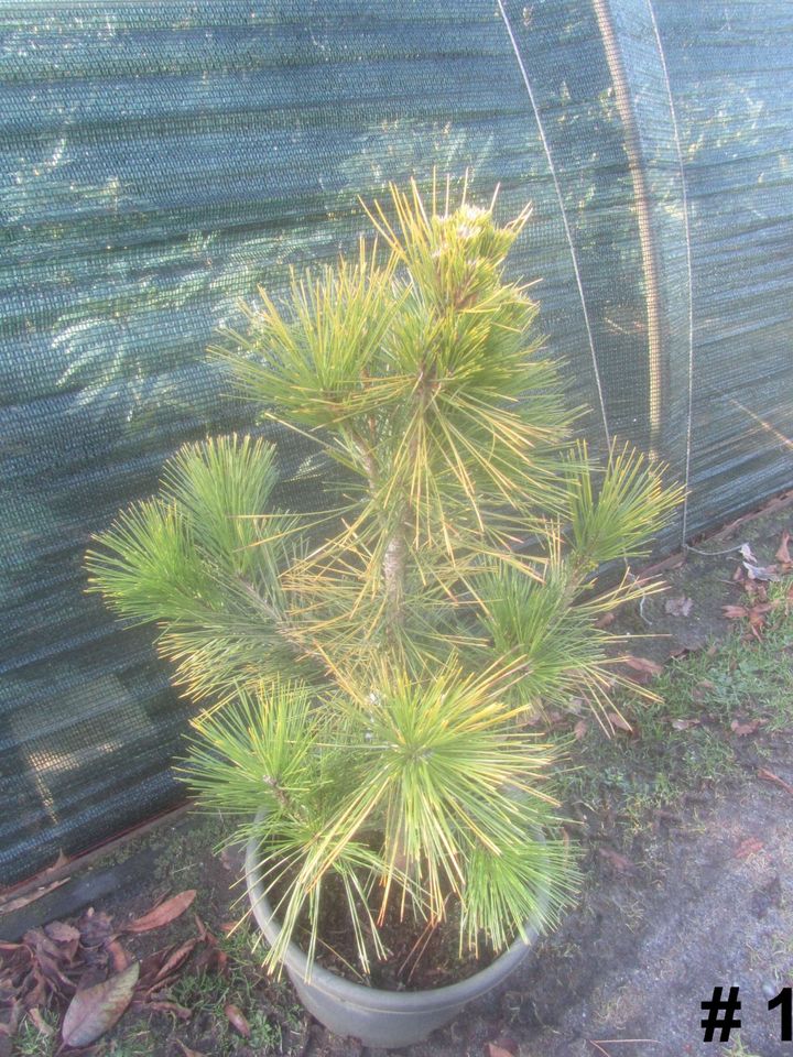 Japanische Schwarzkiefer - Pinus thunbergii 'Ogon' 60-70 cm hoch in Soltau