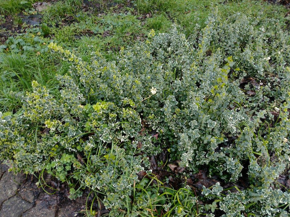 TAUSCHE - Bodendecker gegen andere Pflanzen Stauden f. den Garten in Saarlouis