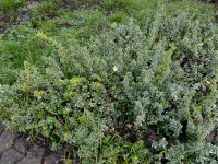 TAUSCHE - Bodendecker gegen andere Pflanzen Stauden f. den Garten Saarland - Saarlouis Vorschau