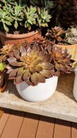 Sempervivum Niedersachsen - Schöppenstedt Vorschau