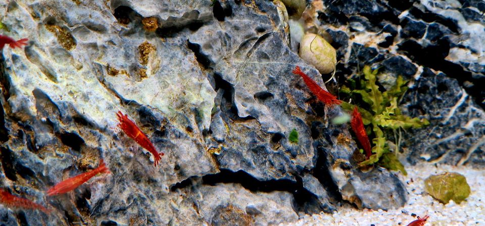 Red Fire Garnelen | Garnele f. Aquarium | Aquascape | Nano Scape in Magdeburg