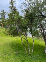 Flieder Baum/Staude Bayern - Hutthurm Vorschau