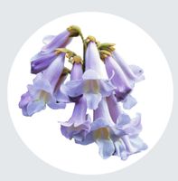 Blauglockenbaum Paulownia tomentosa Thüringen - Sonneberg Vorschau