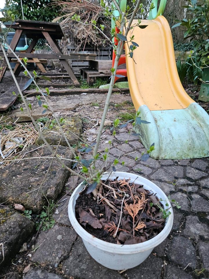 Ligustrum Pflanzen im Topf Heckenpflanze in Besigheim