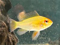 Schmetterlingsbuntbarsche  Gold  Mikrogeophagus ramirezi 7,90€ Baden-Württemberg - Rangendingen Vorschau