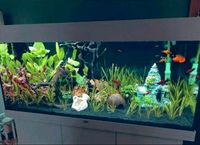 Juwel Aquarium Set Rio LED 180L mit viel Zubehör Niedersachsen - Hameln Vorschau