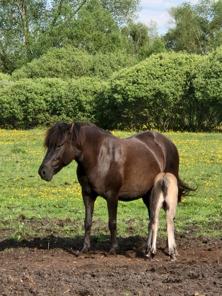 Huzule Absetzer Fohlen Pony in Parsau